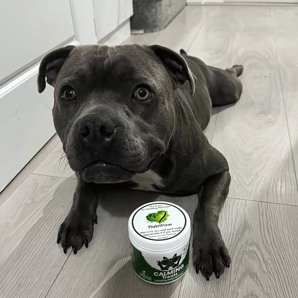 A close-up, ground-level photograph of a dog resting beside a jar of calming treats, establishing a direct emotional connection through eye contact.